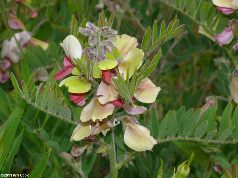 Goat's-rue (Tephrosia virginiana)