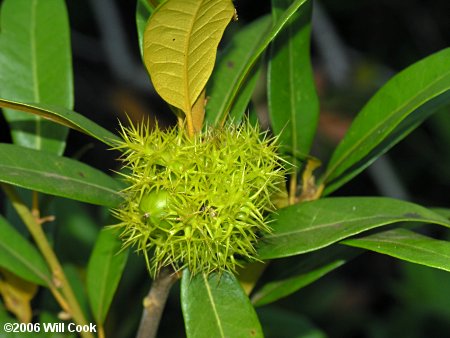 Golden Giant Chinkapin 