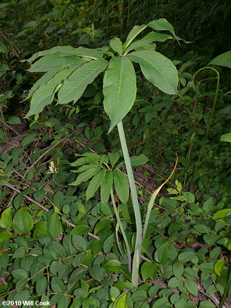 Green Dragon (Arisaema dracontium)