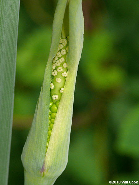 Green Dragon (Arisaema dracontium)