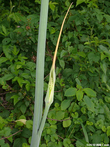 Green Dragon (Arisaema dracontium)