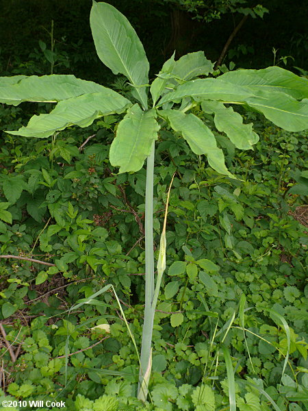 Green Dragon (Arisaema dracontium)