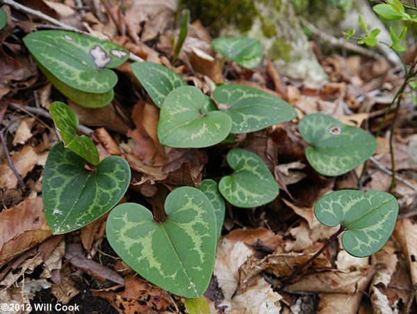 Little Heartleaf - Hexastylis minor