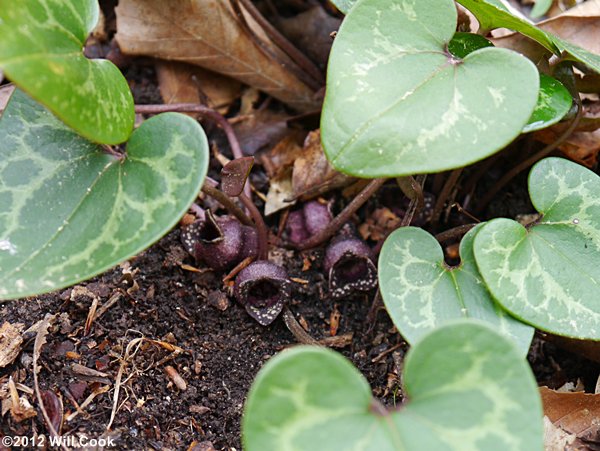 Little Heartleaf - Hexastylis minor