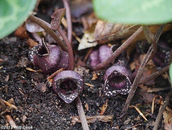 Little Heartleaf - Hexastylis minor - flowers