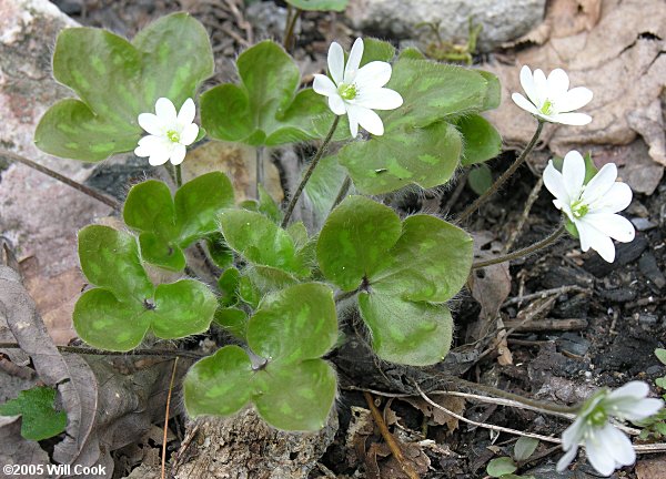 Round-lobed Hepatica (Anemone americana)