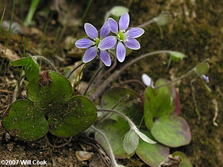 Round-lobed Hepatica (Anemone americana)