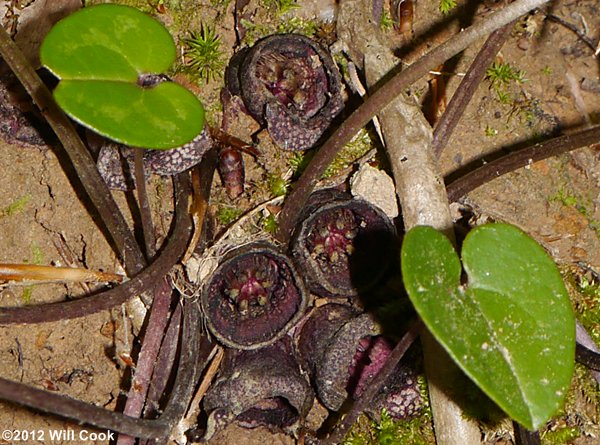 Little Heartleaf - Hexastylis minor - flowers