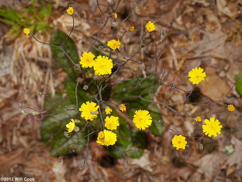 Rattlesnakeweed - Hieracium venosum