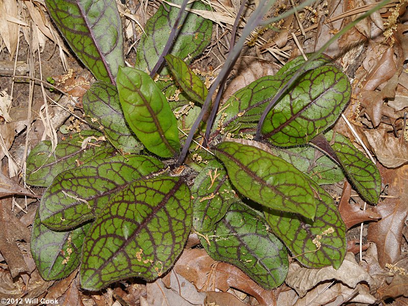 Rattlesnakeweed - Hieracium venosum