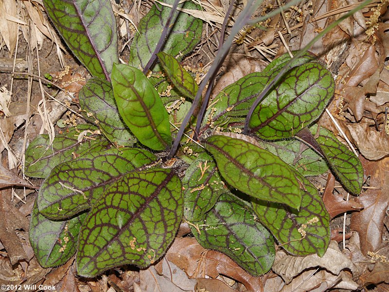 Rattlesnakeweed - Hieracium venosum