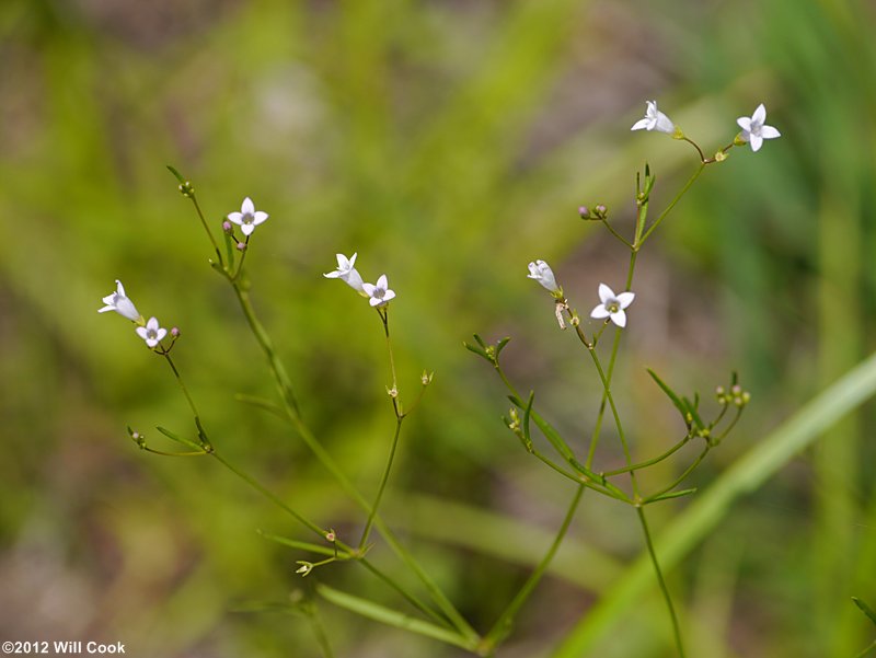 Diffuse-branched Bluet (Houstonia tenuifolia)