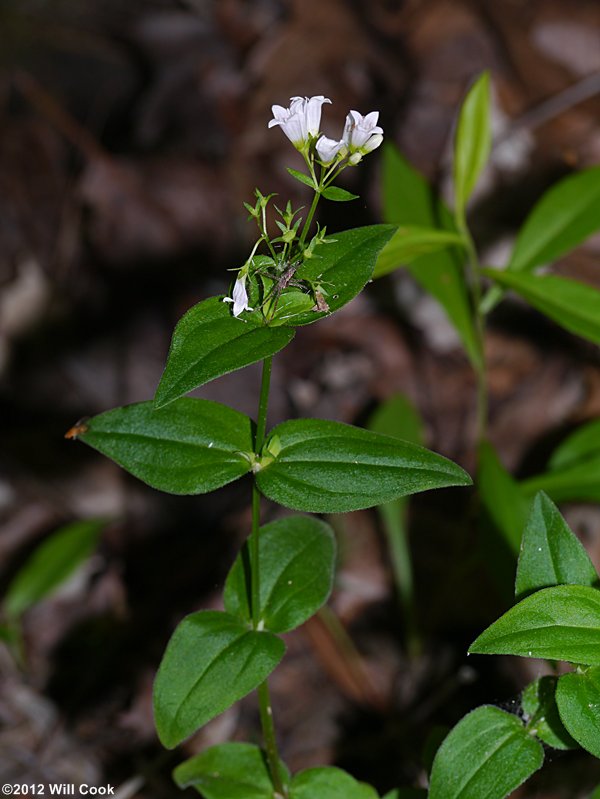 Summer Bluet (Houstonia purpurea)