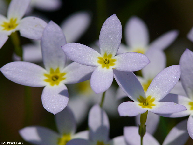 Quaker Ladies, Common Bluet (Houstonia caerulea)