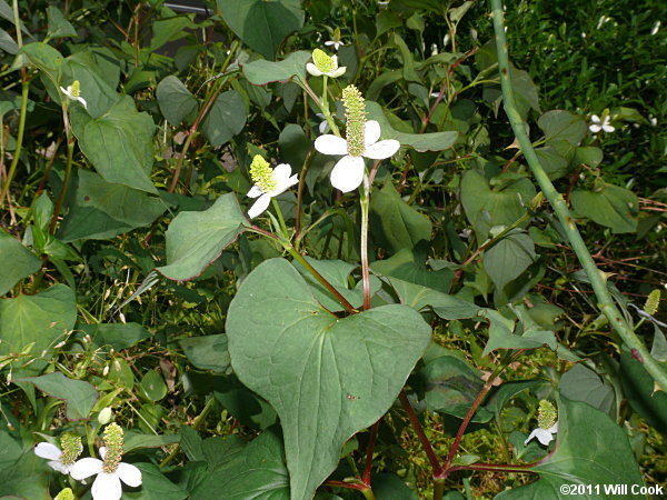 Houttuynia cordata