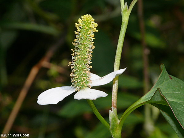 Houttuynia cordata