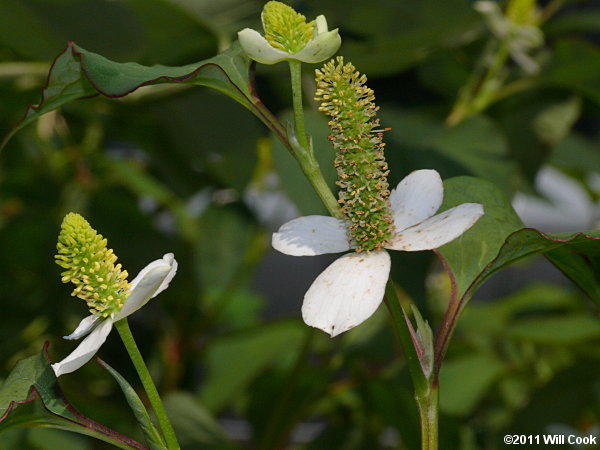 Houttuynia cordata