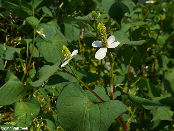 Houttuynia cordata