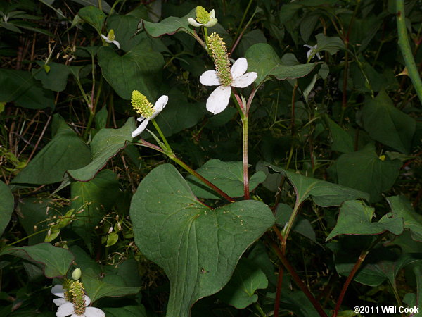 Houttuynia cordata