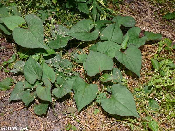 Houttuynia cordata