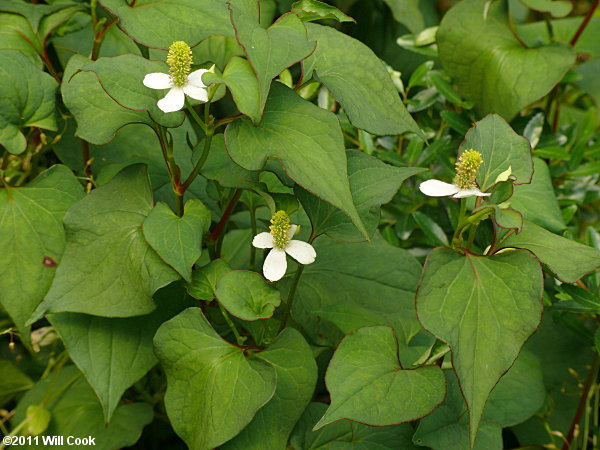 Houttuynia cordata