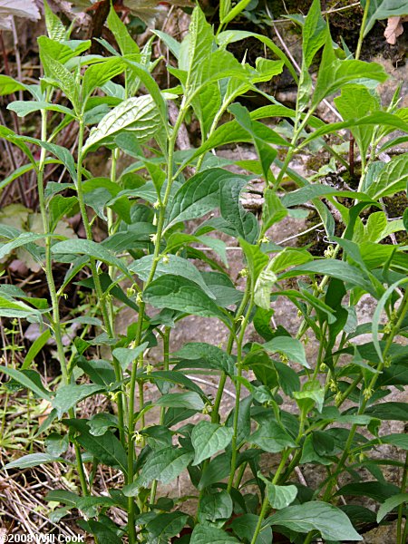 Hybanthus concolor (Green Violet)