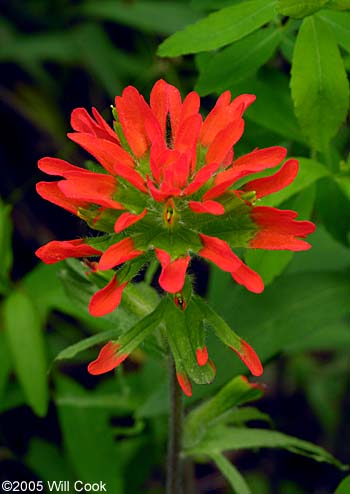 Castilleja coccinea (Scarlet Indian Paintbrush)