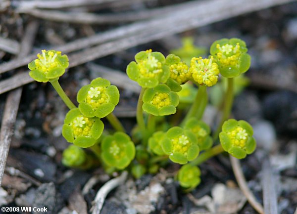Euphorbia ipecacuanhae (American Ipecac)