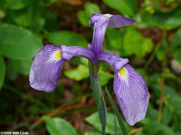 Savannah Iris (Iris tridentata)