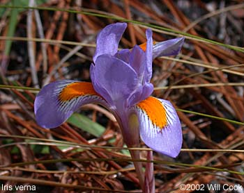 Iris verna (Dwarf Iris)