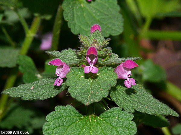 Purple Dead-nettle (Lamium purpureum)