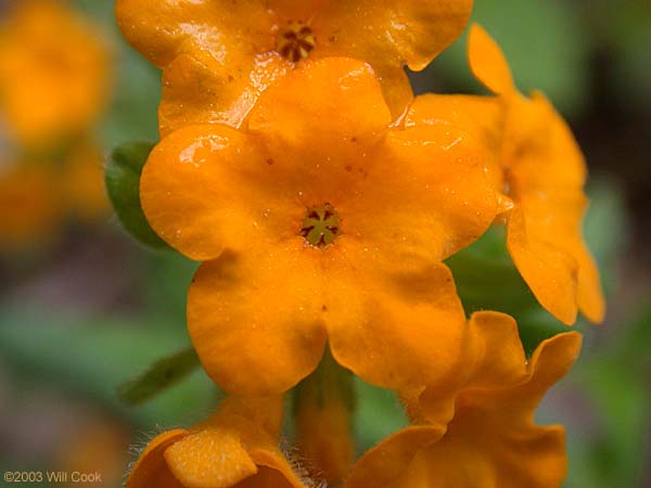 Lithospermum canescens (Hoary Puccoon)