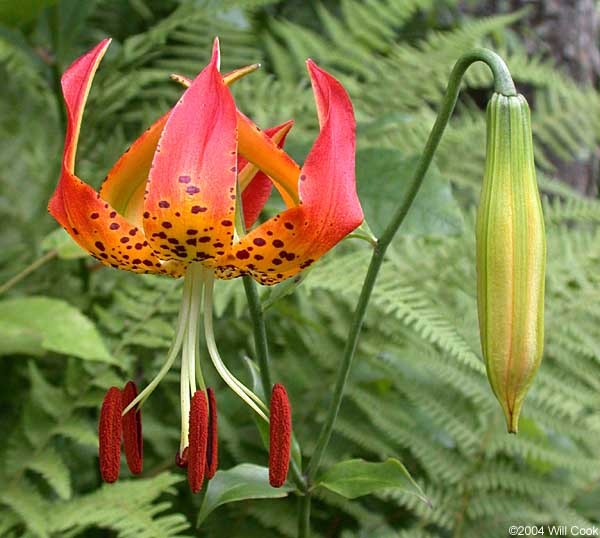 Lilium superbum (Turk's-cap Lily)