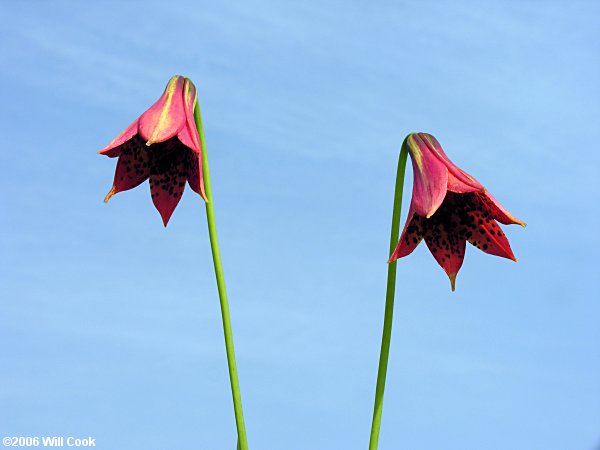 Lilium grayi (Gray's Lily)