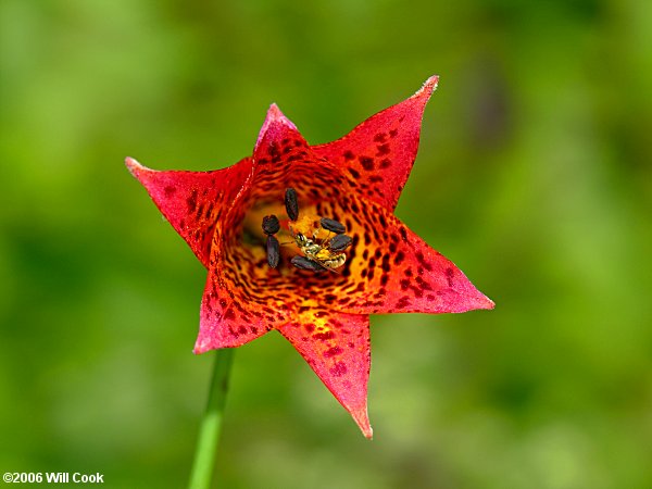 Lilium grayi (Gray's Lily)