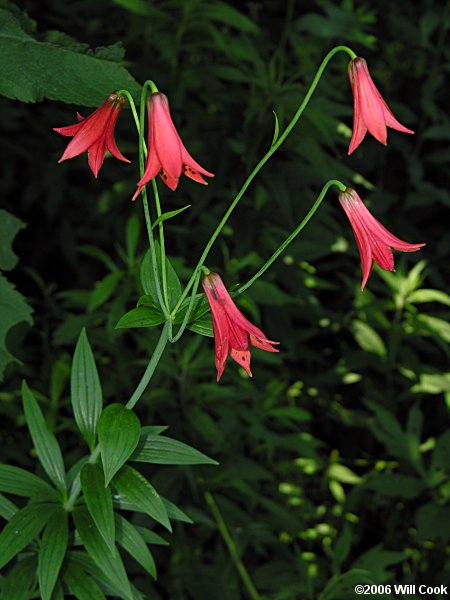 Lilium grayi (Gray's Lily)