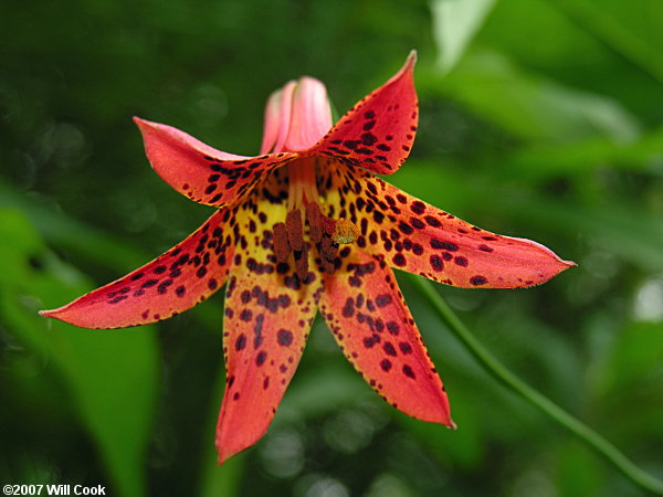 Lilium canadense var. editorum (Red Canada Lily)