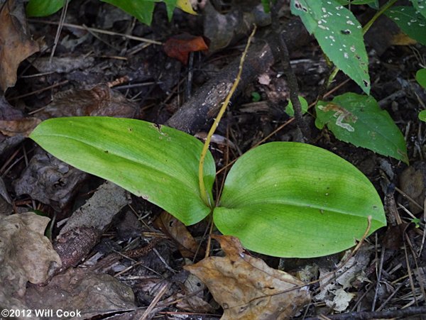Liparis liliifolia (Lily-leaved Twayblade)