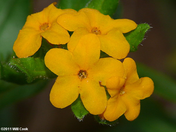 Lithospermum canescens (Hoary Puccoon)