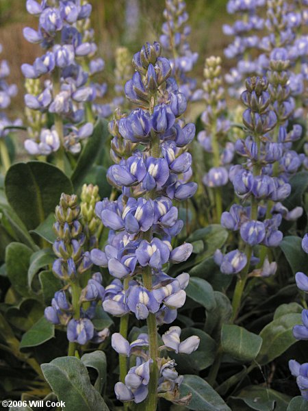 Lupinus diffusus (Blue Sandhill Lupine)