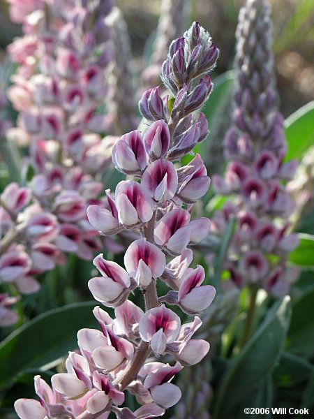 Lupinus villosus (Pink Sandhill Lupine)