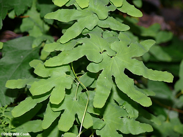 American Climbing Fern (Lygodium palmatum)