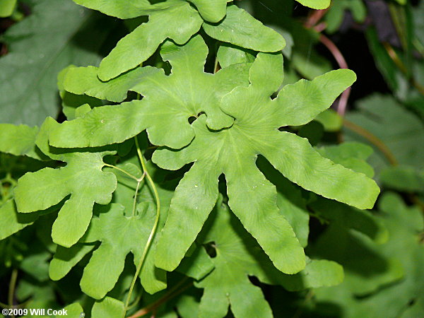 American Climbing Fern (Lygodium palmatum)