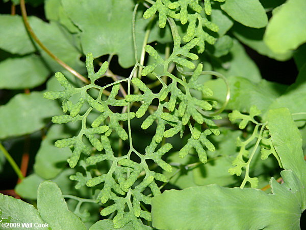 American Climbing Fern (Lygodium palmatum)