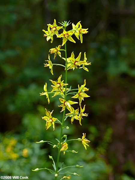 Swamp-candles (Lysimachia terrestris)