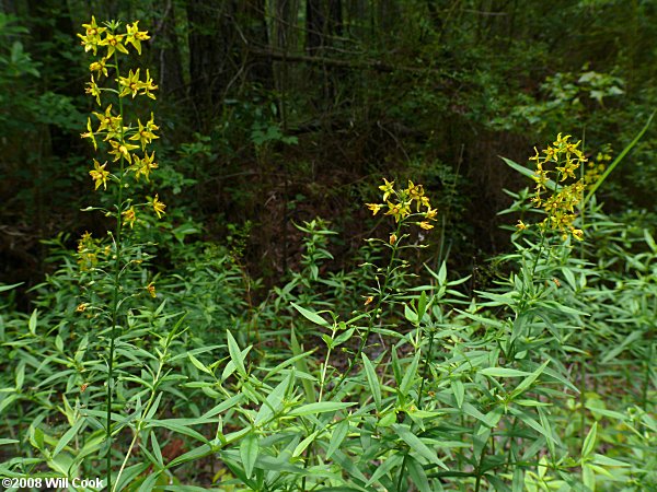 Swamp-candles (Lysimachia terrestris)