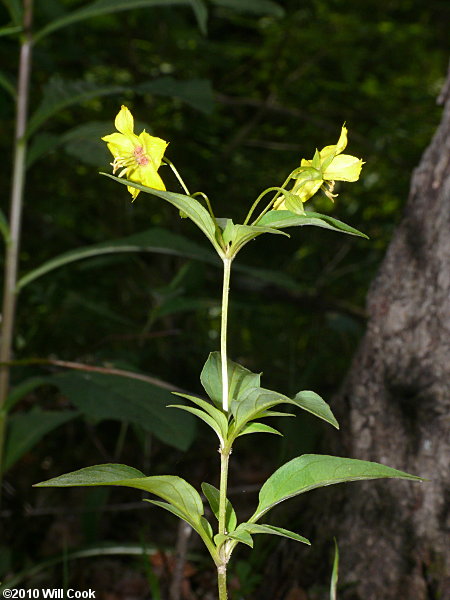 Southern Yellow Loosestrife (Lysimachia tonsa)