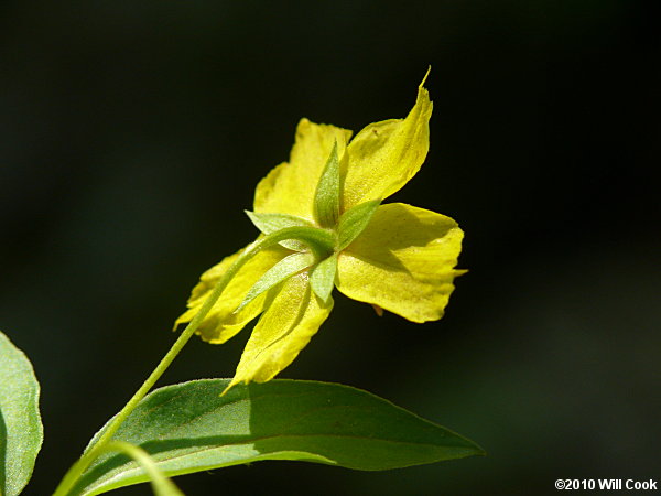 Southern Yellow Loosestrife (Lysimachia tonsa)