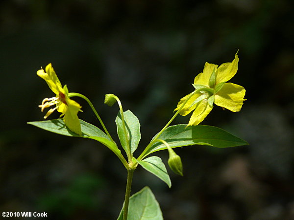 Southern Yellow Loosestrife (Lysimachia tonsa)