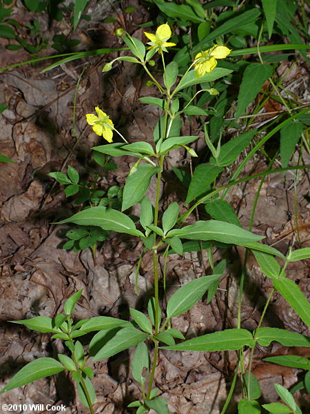 Southern Yellow Loosestrife (Lysimachia tonsa)